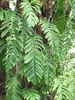 Large-leaf aroid climbing a tree trunk.