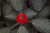 Episcia cupreata 'Acajou'