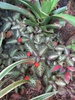 Episcia cupreata in a tropical landscape
