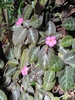Episcia cupreata in a tropical landscape