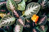 Episcia cupreata