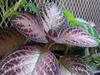 Variegated Leaves