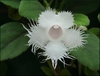 Close up of white tubular flower with fringed petal lobes.