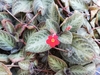 Flower, buds and leaves
