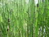 Equisetum praealtum