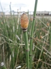 Equisetum praealtum