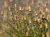 Form