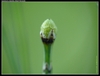 Spore cone