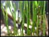 Jointed stems