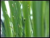 Stems with scale-like leaves