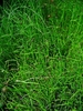 Form