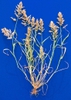 Eragrostis cilianensis