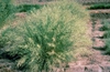 Eragrostis curvula