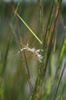 Eragrostis curvula