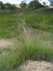 Eragrostis curvula