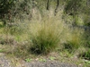 Eragrostis curvula