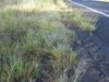 Eragrostis curvula
