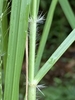 Hairs ar base of leaf blade