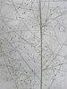 Inflorescence