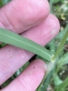 Leaf blade