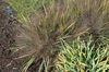 Eragrostis spectabilis