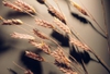 Eragrostis spectabilis