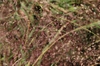 Eragrostis spectabilis