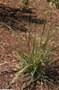 Eragrostrum spectablis