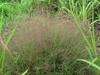 Eragrostrum spectablis