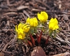 Habit of the species showing yellow flowers on very short plants