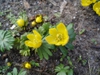 leaves and flowers