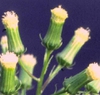 Erechtites hieraciifolia L.