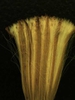 Erechtites hieraciifolia L.