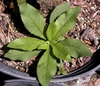 Erechtites hieraciifolia L.