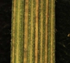 Erechtites hieraciifolia L.