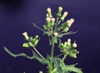 Erechtites hieraciifolia L.