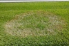 Lawn with a large, ring-shaped, dead patch caused by disease.