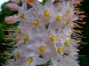Eremurus flower close-up