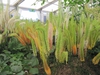 Eremurus flowers