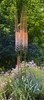 Eremurus in the landscape