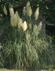 Erianthus ravennae