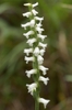Spiranthes cernua