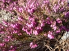 Erica carnea 'Challenger'