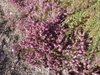 Erica carnea 'Challenger'