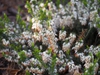 Erica carnea 'Isabell'