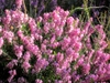 Erica carnea 'Pink Spangles'