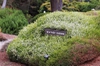 Erica carnea 'Springwood White'
