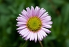 Daisy "flower" with pink ray florets & yellow disk florets.