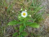 Coarsely toothed leaves & white daisy "flower" with yellow "eye"