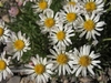 White daisy flowers with yellow eyes.